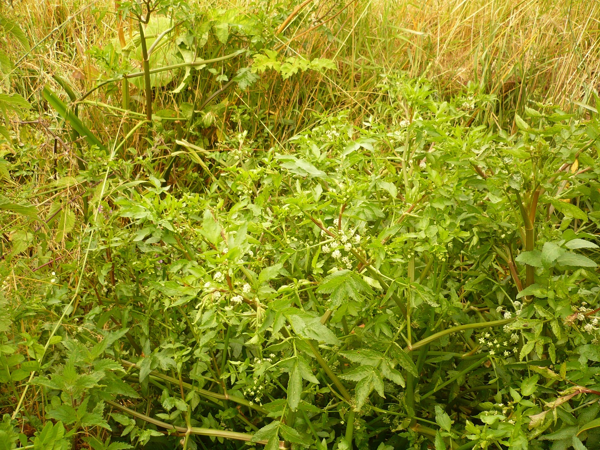 Helosciadium nodiflorum (Apiaceae)